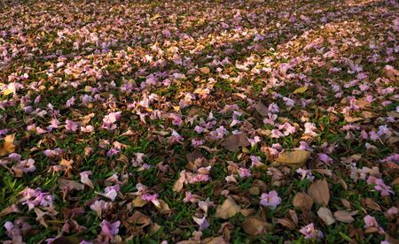 The pink blossoms in the park bloom seasonally. And fell beneath the tree, saw a beautiful pink contrast with the green lawnの写真素材
