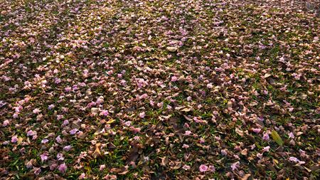 The pink blossoms in the park bloom seasonally. And fell beneath the tree, saw a beautiful pink contrast with the green lawnの写真素材