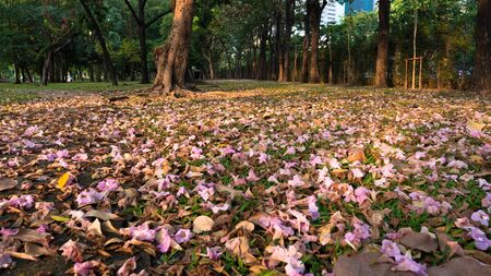 The pink blossoms in the park bloom seasonally. And fell beneath the tree, saw a beautiful pink contrast with the green lawnの写真素材