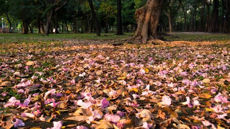 The pink blossoms in the park bloom seasonally. And fell beneath the tree, saw a beautiful pink contrast with the green lawnの写真素材