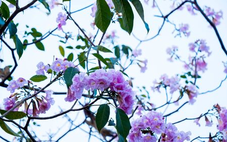 Beautiful pink blossoms of pink flowersの写真素材
