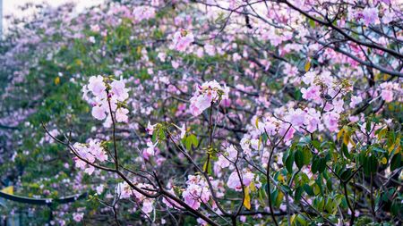 Beautiful pink blossoms of pink flowersの写真素材