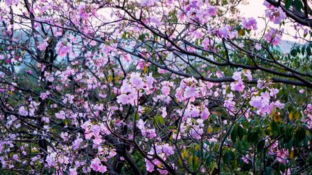Beautiful pink blossoms of pink flowersの写真素材