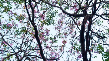 Beautiful pink blossoms of pink flowersの写真素材
