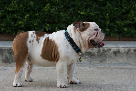 English bulldogの写真素材