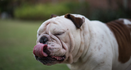 English bulldog stand and show tongue.の写真素材
