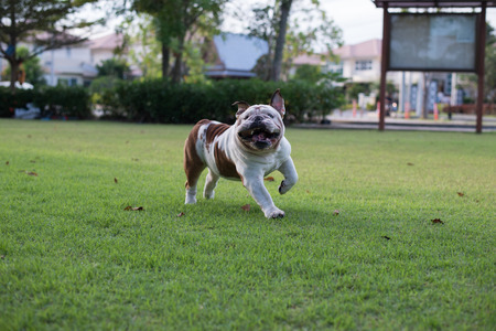 White Bulldog run on the grass and smileの写真素材