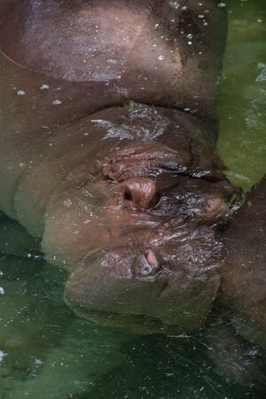 Hippo sleep in water at dusit zoo, Bangkok, Thailandの写真素材