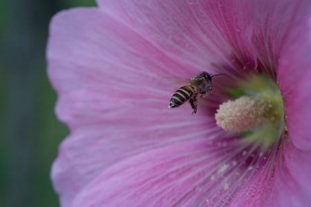 Bee and carpel of pink flowerの写真素材