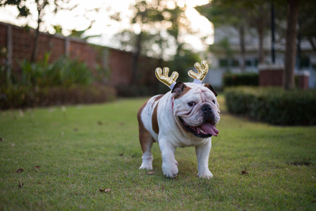 English Bulldog with gold horn walk on the parkの写真素材