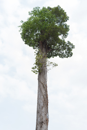 Tree on white sky backgroundの写真素材