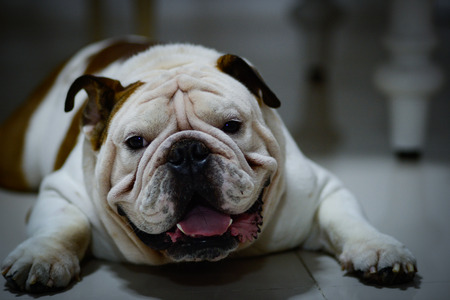 English bulldog sleep on the floor, It's sleepy, fat dogの写真素材