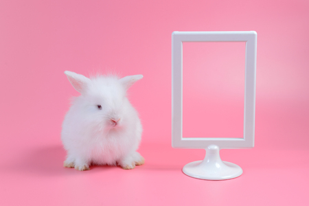 white rabbit sitting and white picture frame on pink background, with copy space for write textの写真素材