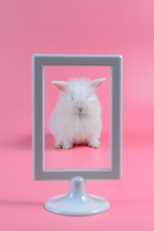 white rabbit in white picture frame on pink backgroundの写真素材