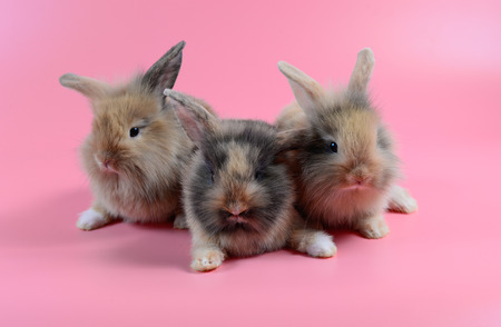three fluffy brown bunny on clean pink background, little rabbitの写真素材