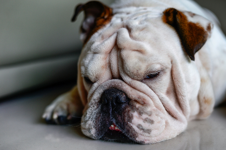 head of English bulldog sleep on the floorの写真素材