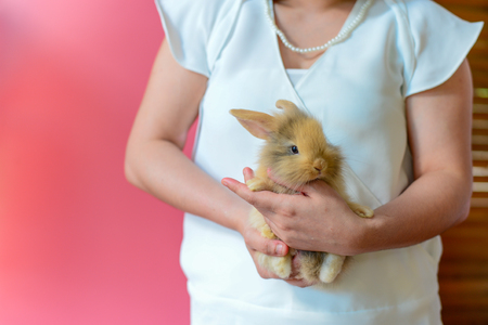 brown rabbit on hand of woman who wear white shirt on pink backgroundの写真素材