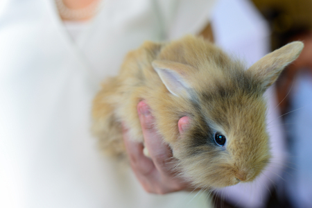 brown rabbit on hand of woman who wear white shirt on pink background, and coppy space for textの写真素材