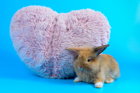 fluffy brown bunny sit on clean blue
background with Pink heart pillow , little rabbitの写真素材
