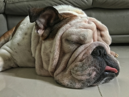 English bulldog sleep on the floor, It's sleepy, fat dogの写真素材