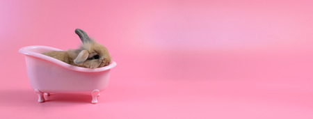 brown fluffy bunny in pink bathtub on pink background, Bathing Bunny and copy space for textの写真素材