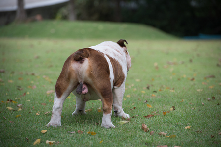 back side of white English Bulldog. it standing on green grass in the garden.