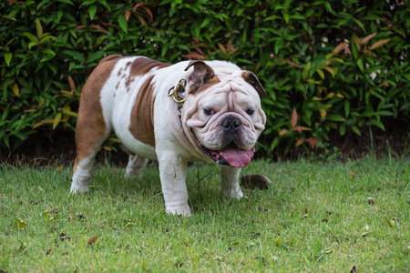 white english bulldog standing on the grass in the park, fat dogの写真素材