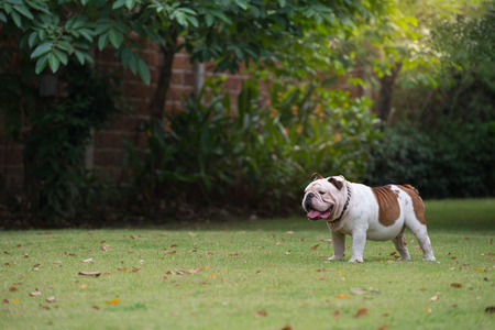 bulldog walking on green grass at the park with copy space for textの写真素材
