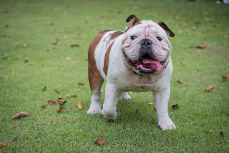 white english bulldog standing on green grass and show tounge at the park, fat dogの写真素材