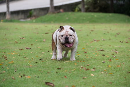 lovely english bulldog walking on green grass and show tounge at the park, fat dogの写真素材