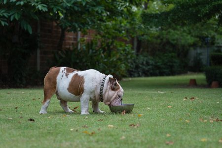 white fat english bulldog standing on green grass and drink water in stainless steel bowl at the parkの写真素材