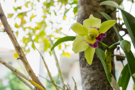 green orchid on tree and blur background.の写真素材