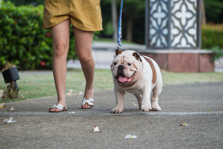 girl and english bulldog walking together on the street.の写真素材