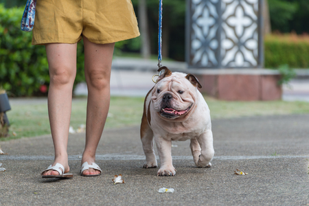 A woman and fat english bulldog is walking on the street.の写真素材