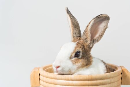 rabbit with brown and white hairs sit in wooden bucket with white copy space for text, bunny ear set