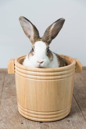 rabbit with brown and white hairs sit in wooden bucket with white copy space for text, bunny ear setの写真素材