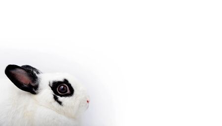 head of white rabbit with black eye rim on white background and copy space for text.の写真素材
