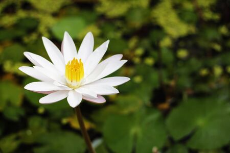 White Lotus so beutiful flower In Thailandの写真素材