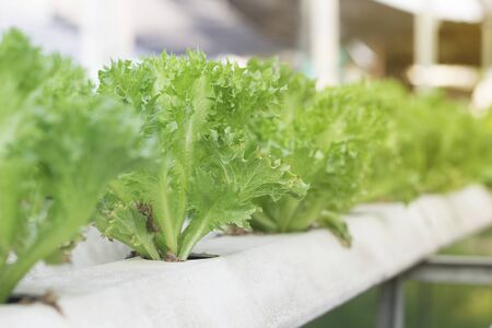 Green oak salad, hydroponic grownの写真素材