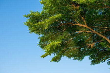 Green trees and bright blue skies on a sunny day.の写真素材