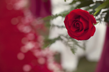 Rosesの写真素材