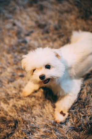 puppy