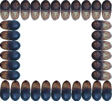 Seed frame on white background.の写真素材