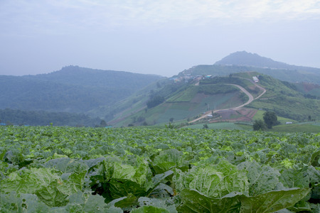 cabbage field in Phu Thap Boek, Phetchabun Province.の写真素材