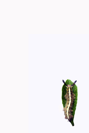 A caterpillar on green leaf on white background.の写真素材