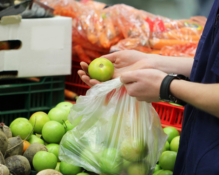 A seller who chooses a green tomatoesの写真素材
