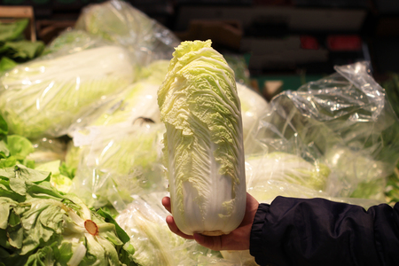 A seller who chooses a green cabbageの写真素材