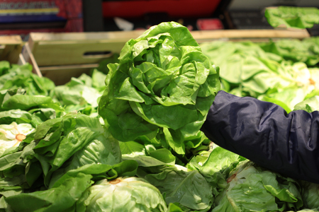 A seller who chooses fruits / vegetables in the supermarketの写真素材