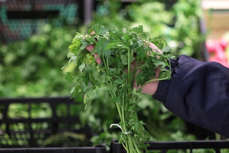 A seller who chooses fruits / vegetables in the supermarketの写真素材