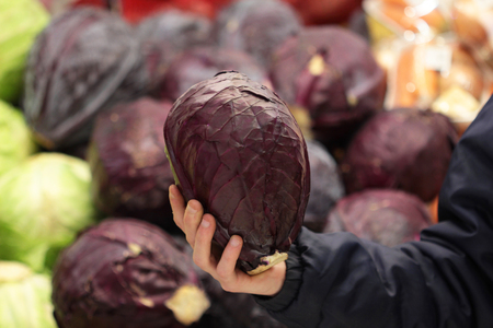 A seller who chooses red cabbageの写真素材